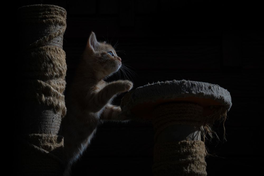 Photograph by Mustafa Şahin