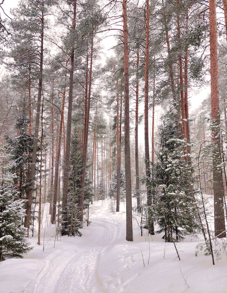 Мартовский лес