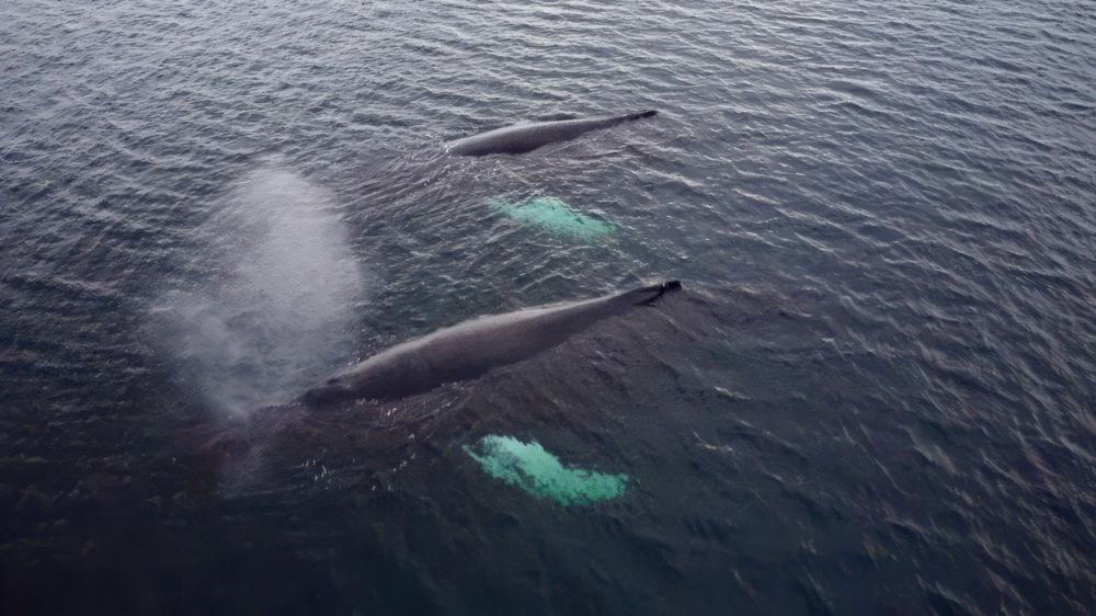 Горбатые киты в Баренцевом море