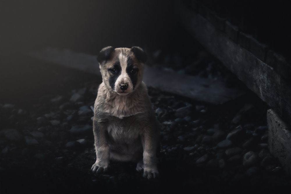 Photograph by Armen  Maitesian