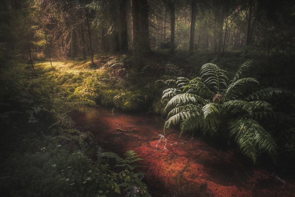 Сказки леса