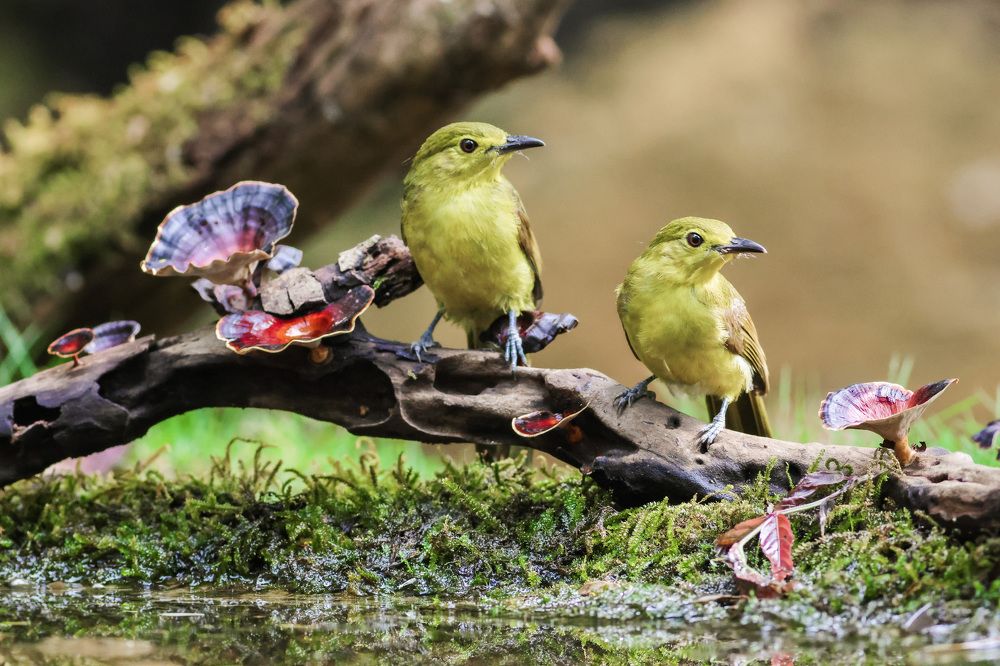 Photograph by ANIRBAN CHAKRABARTI