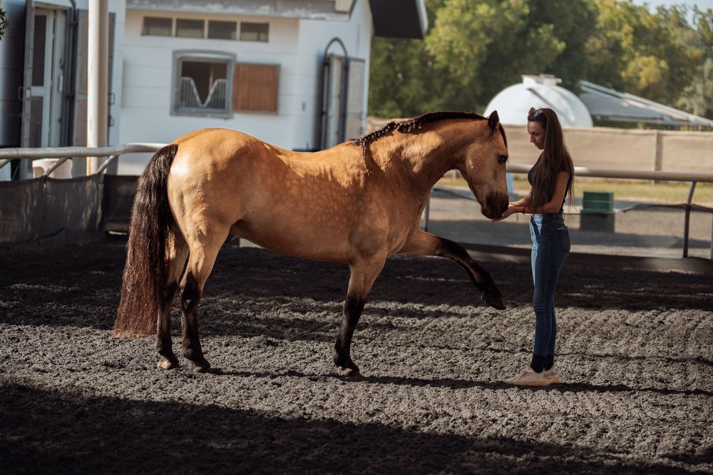 Фотография автора Talal Abodeshish