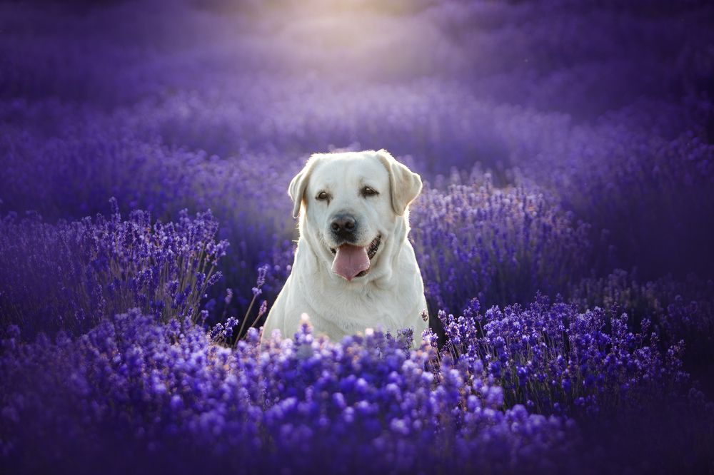 Фотография автора Katerina Mumzhinskaya