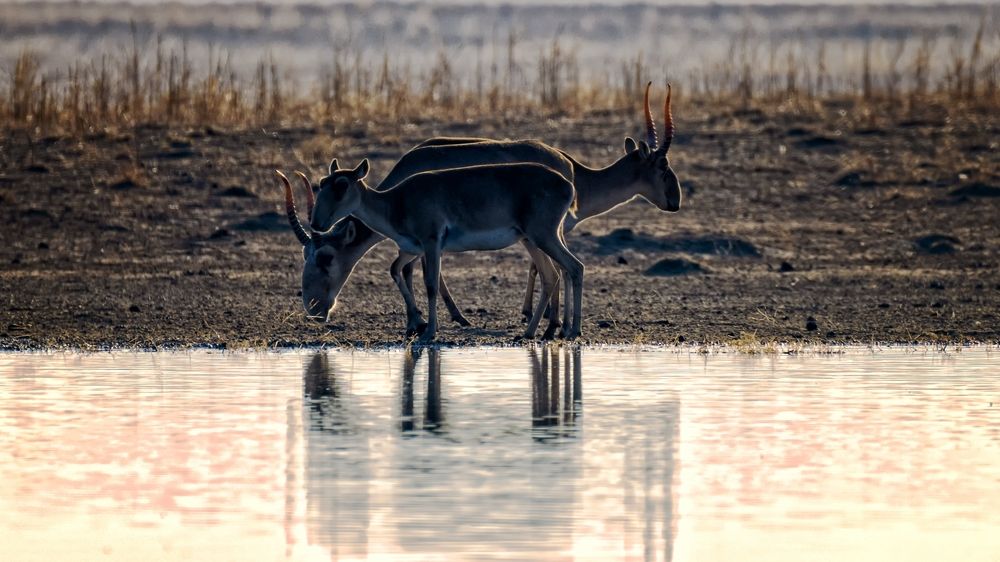 Три в одном. Сайгаки.