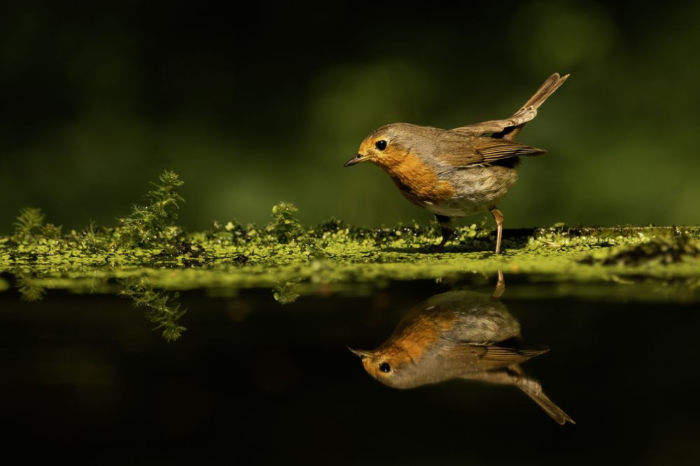 Photograph by Csaba Tálos