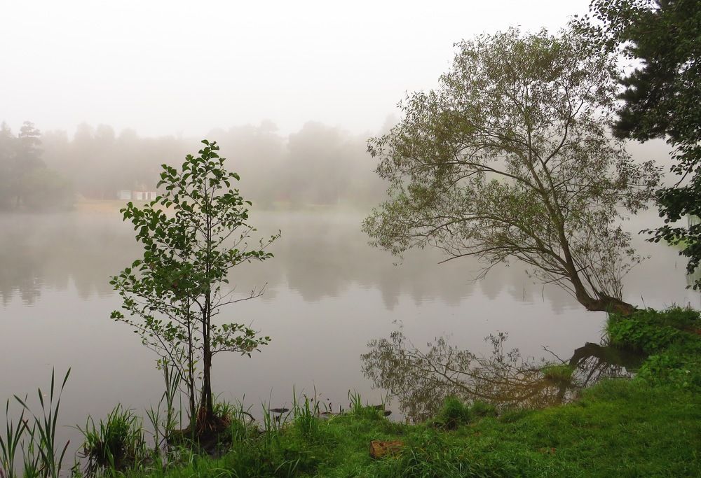 У туманного озера