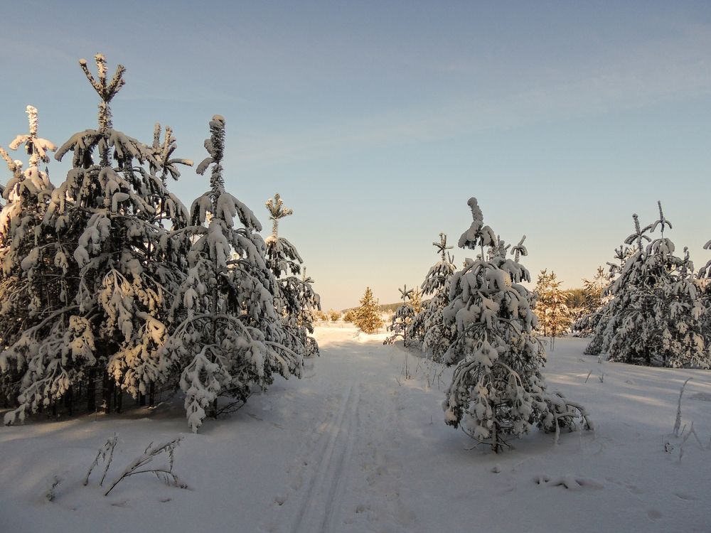 Зимнее утро