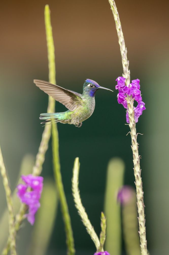 Photograph by Ricardo Ferreira