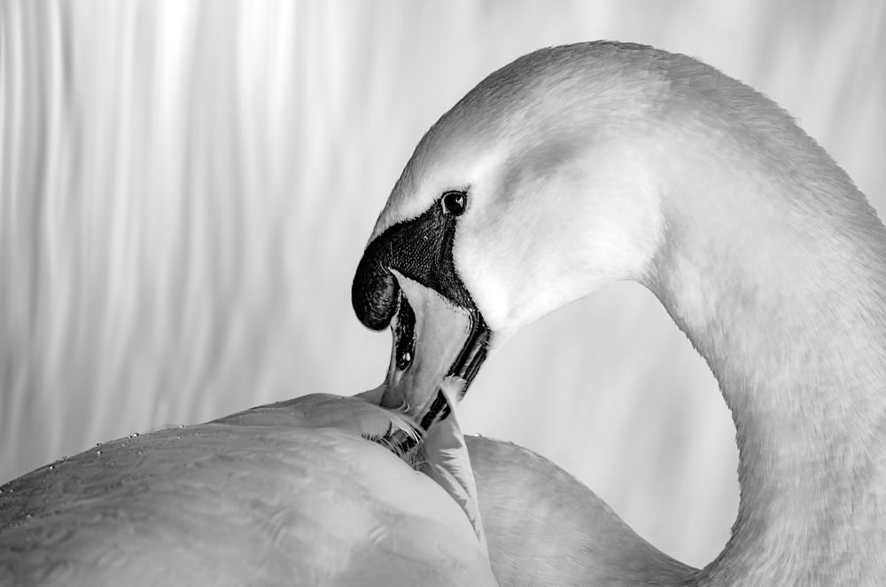 Photograph by Ema Pandrc