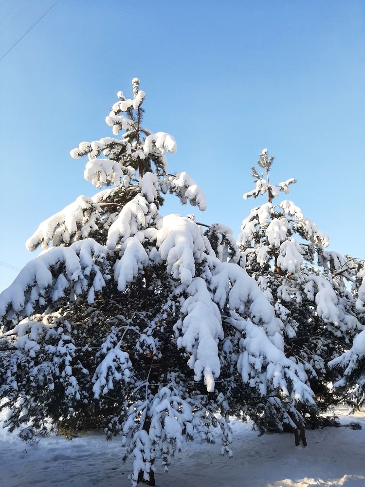 Фотография автора Светлана Дунаева