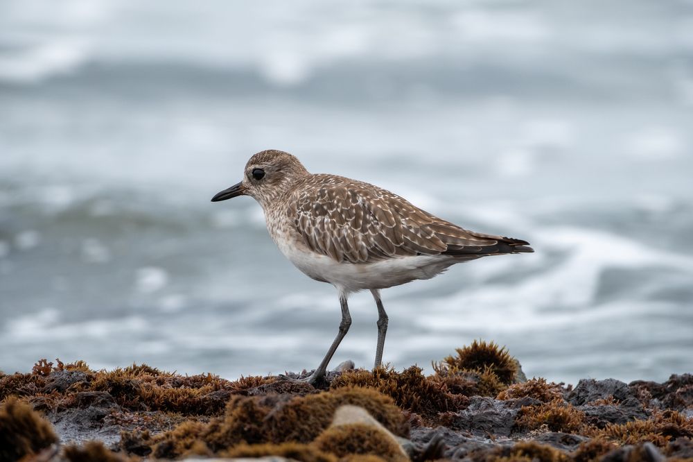 Photograph by Roman Halin