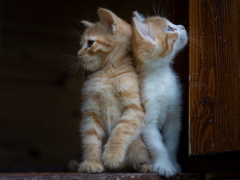 Photograph by Mustafa Şahin