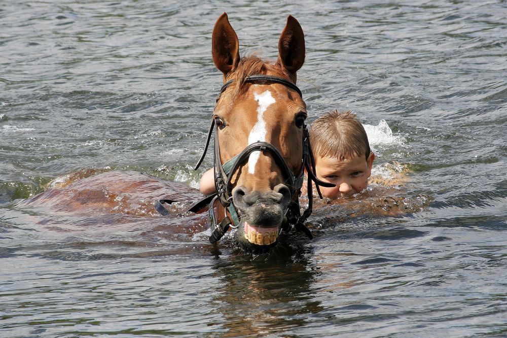 Лошади умеют плавать