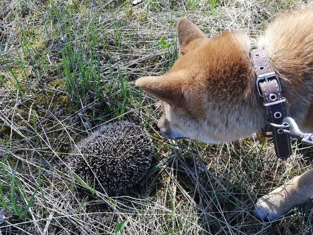 Фотография автора Борис Журавлёв