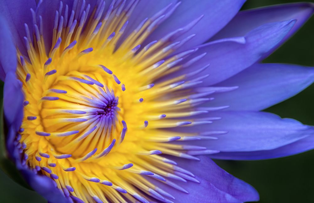 Photograph by Диана Бачу