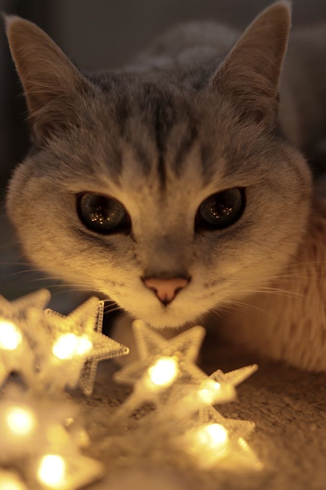 Британец Вольт