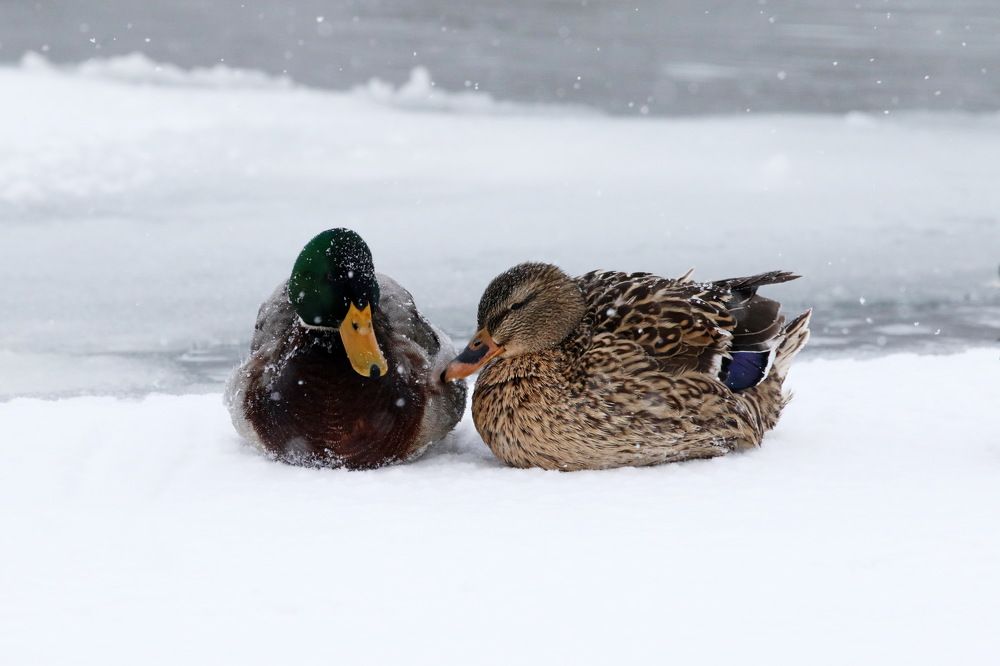 Не молчи моя подружка...