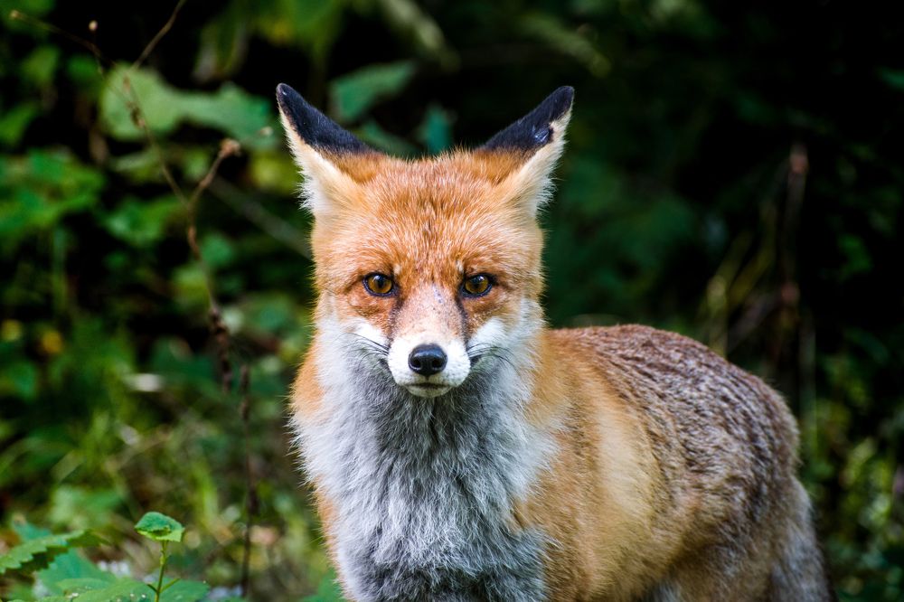 Photograph by Pashke B