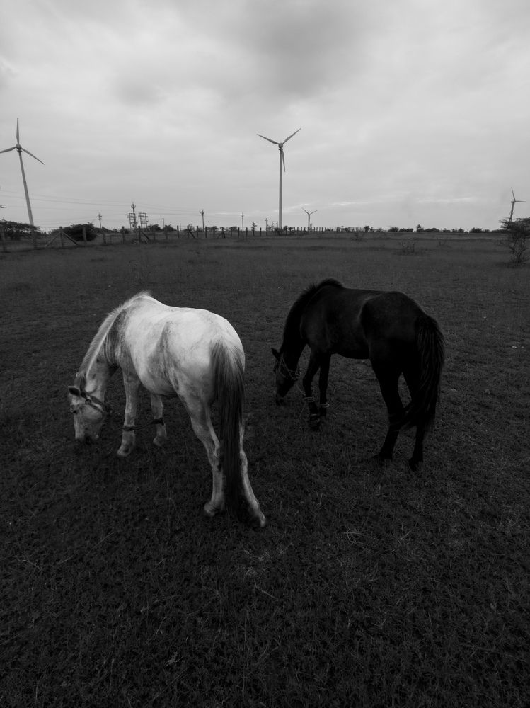 Photo #10091420