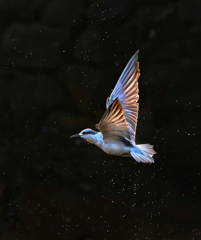 Photograph by George S George