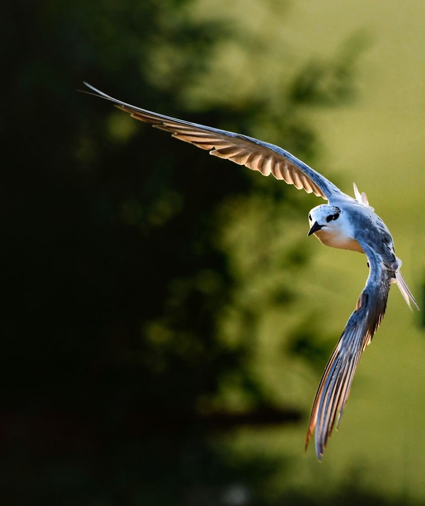 Photograph by George S George