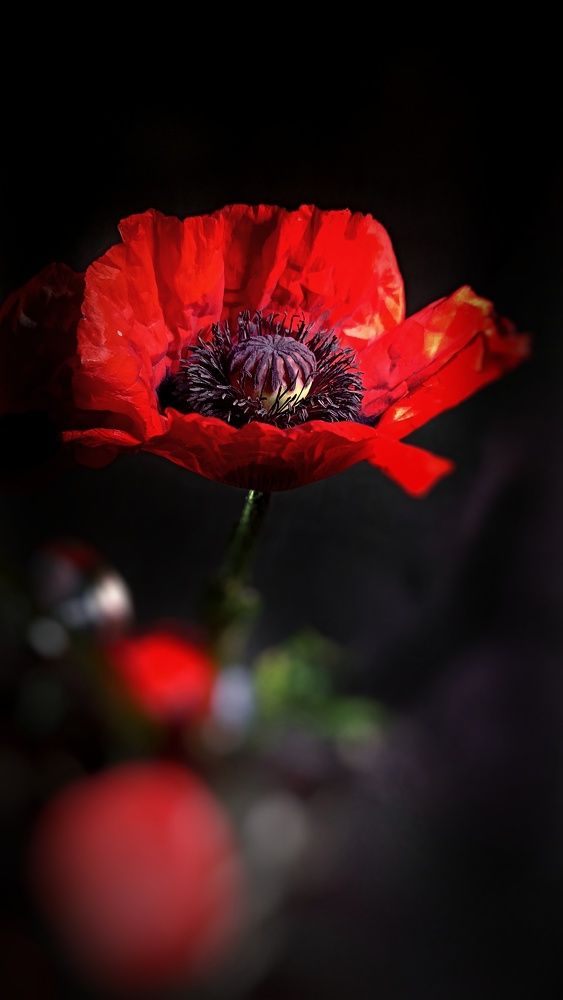 Photograph by Олеся Лосыгина