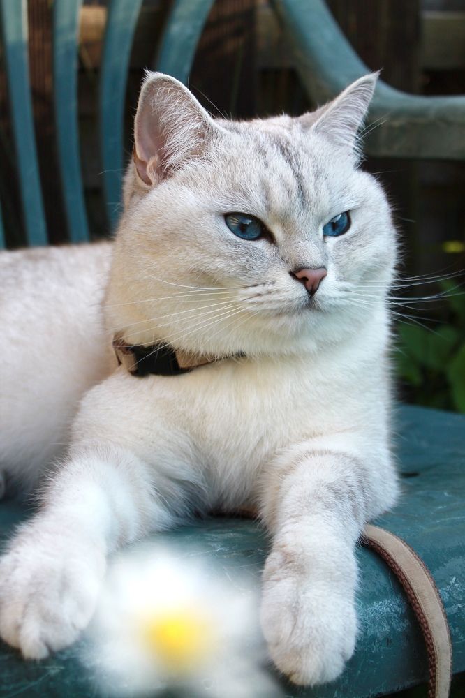 Британец Вольт