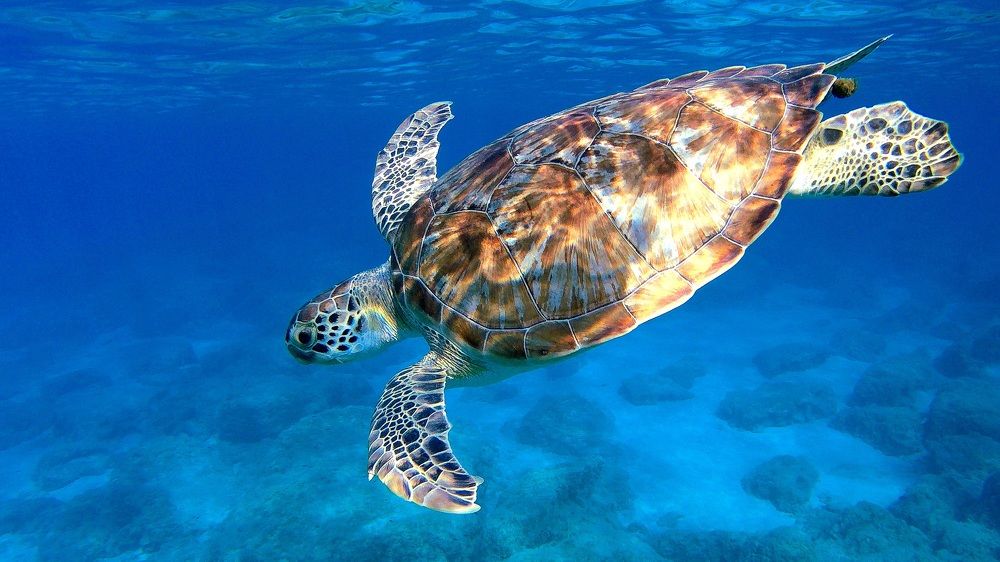 Flying through water