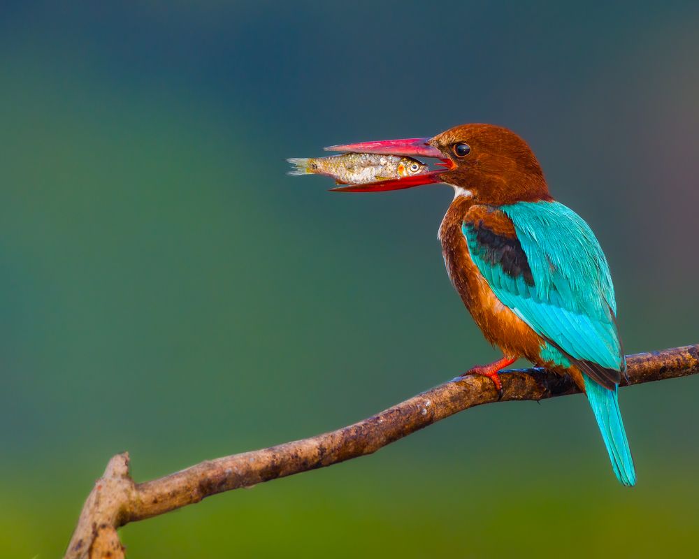 Photograph by Nirnay Acharya