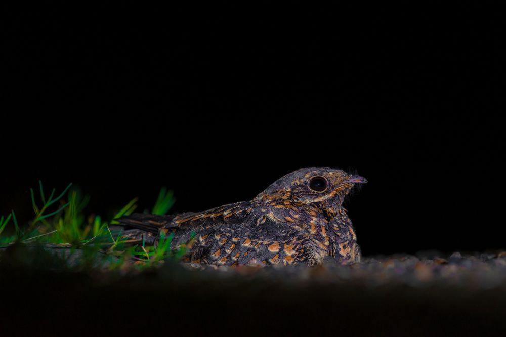 Фотография автора Nirnay Acharya