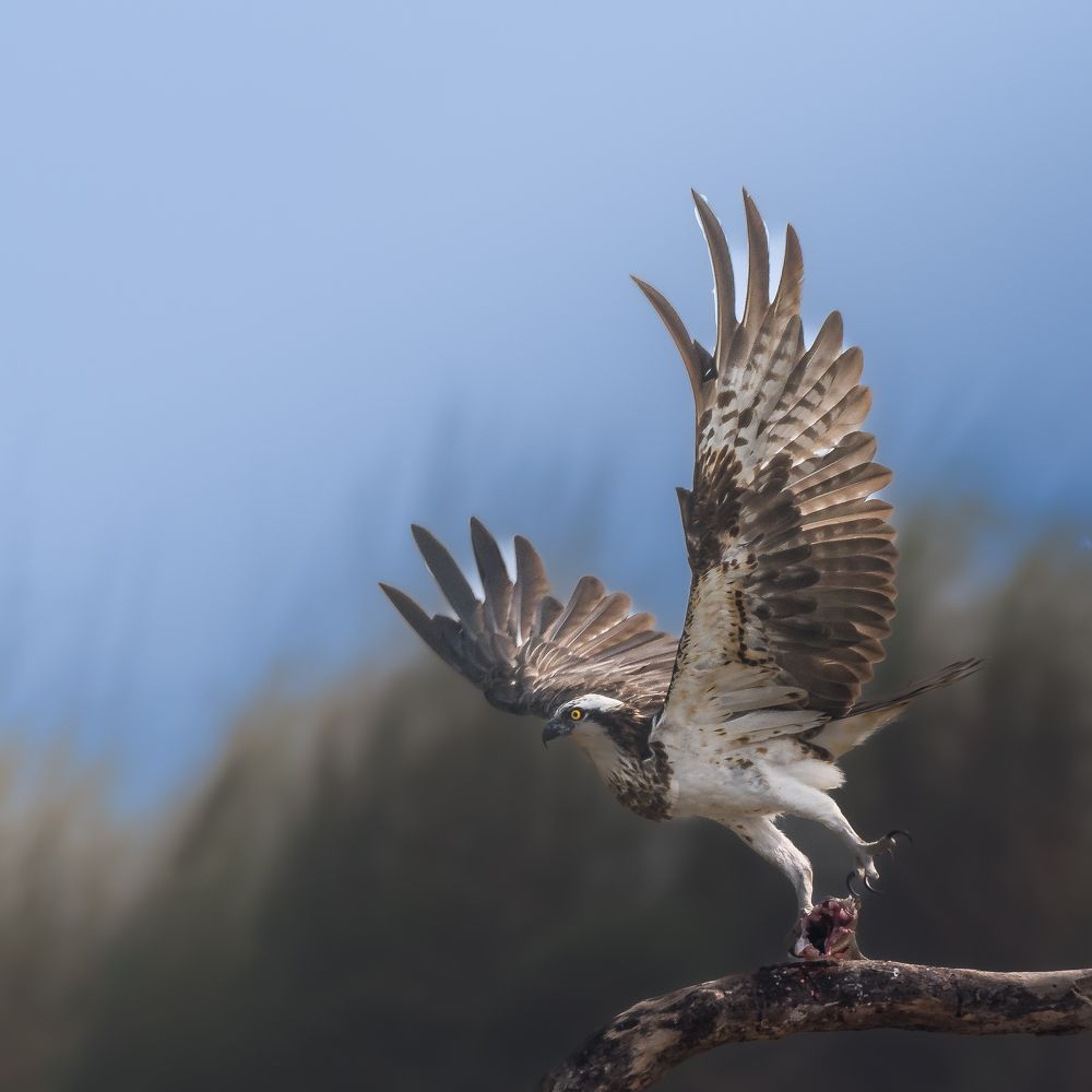 Фотография автора Nirnay Acharya