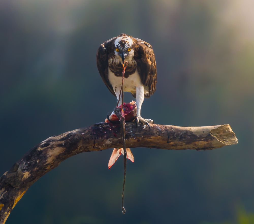 Фотография автора Nirnay Acharya