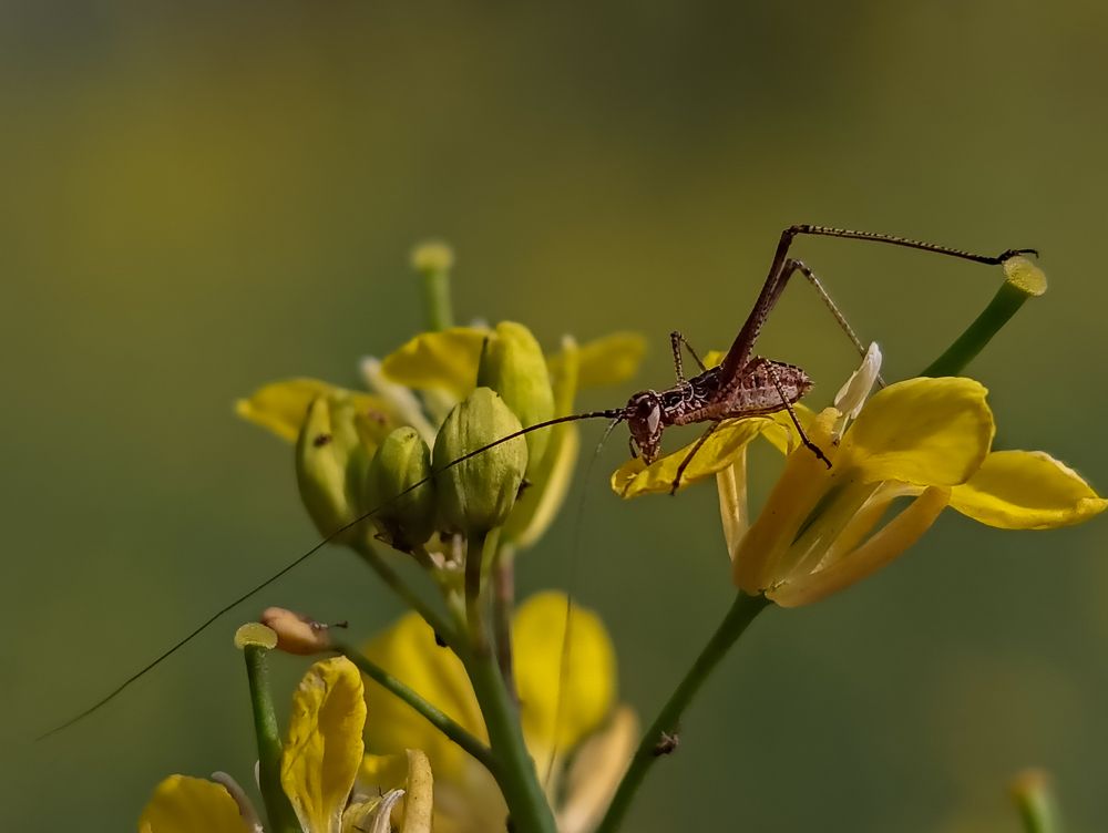 Photograph by Mukesh Kumar Mahato