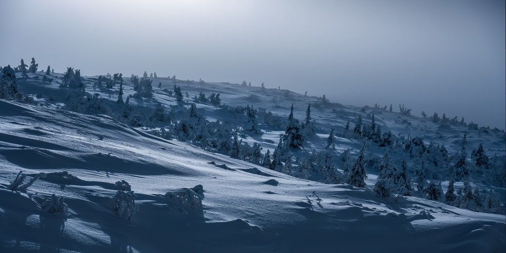 Forest in the snow desert