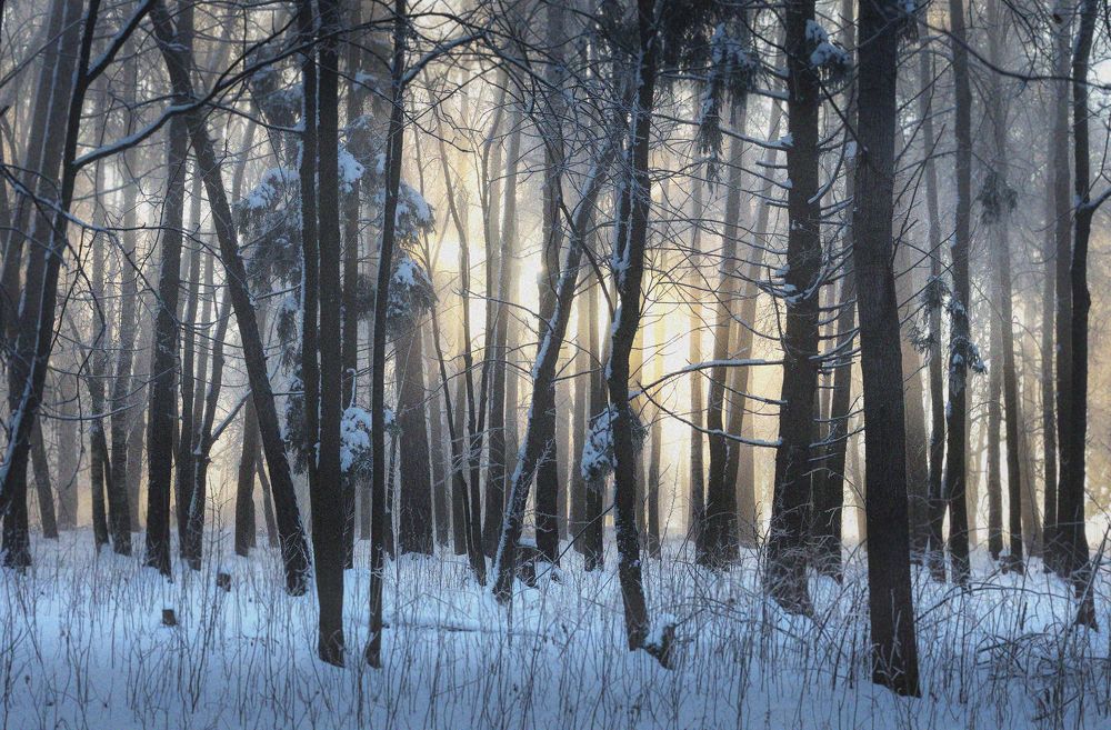 Зимний лес