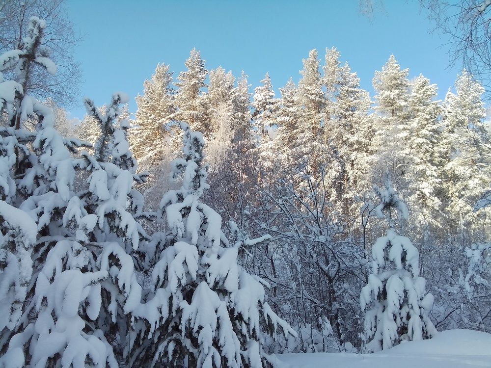 Сосны и сосенки.