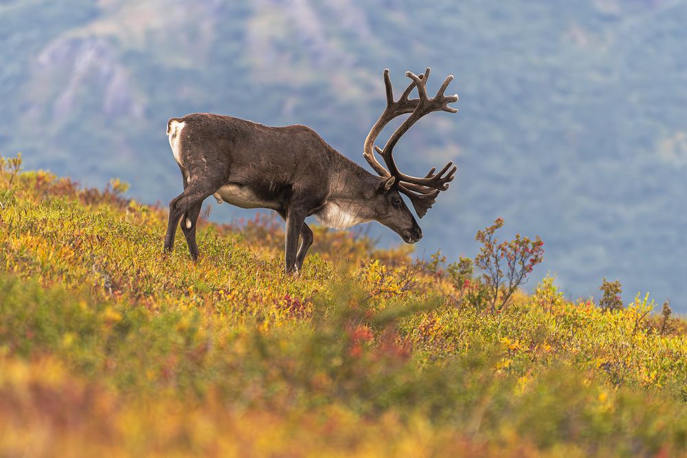 Caribou in the magic autumn colors of the tundra