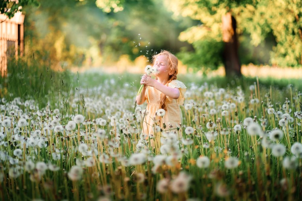 Одуванчики