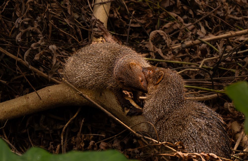 Photograph by Krishnendu Adak