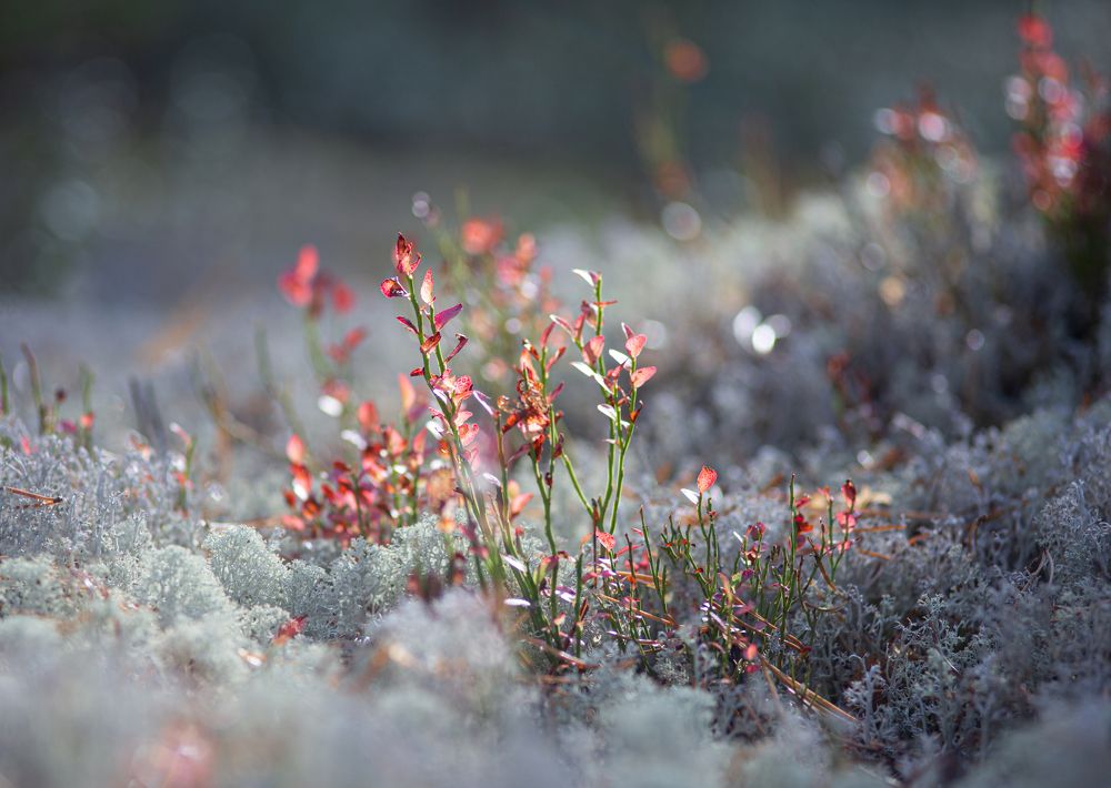 Photograph by Наталия Колтакова