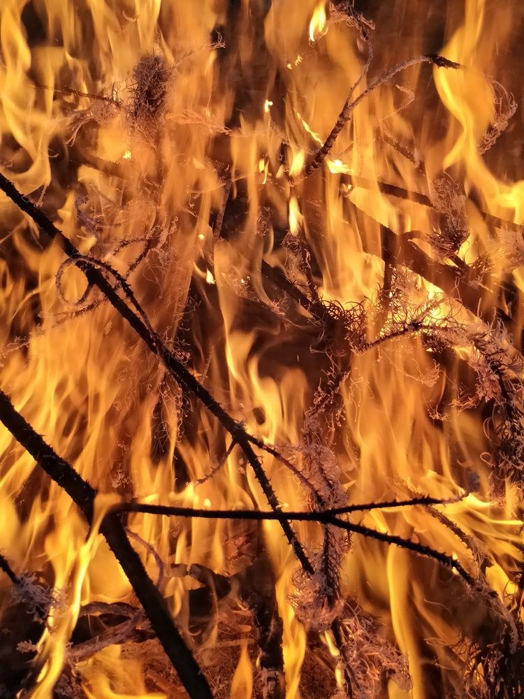 Photo #10093820