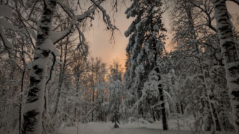 Photograph by Ольга Метлицкая