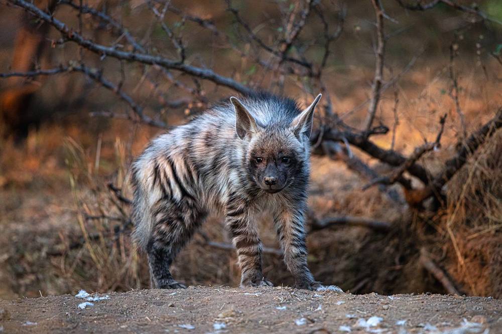 Hyena cubs playing