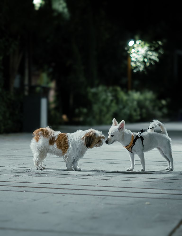 Photograph by Alireza Rezaei