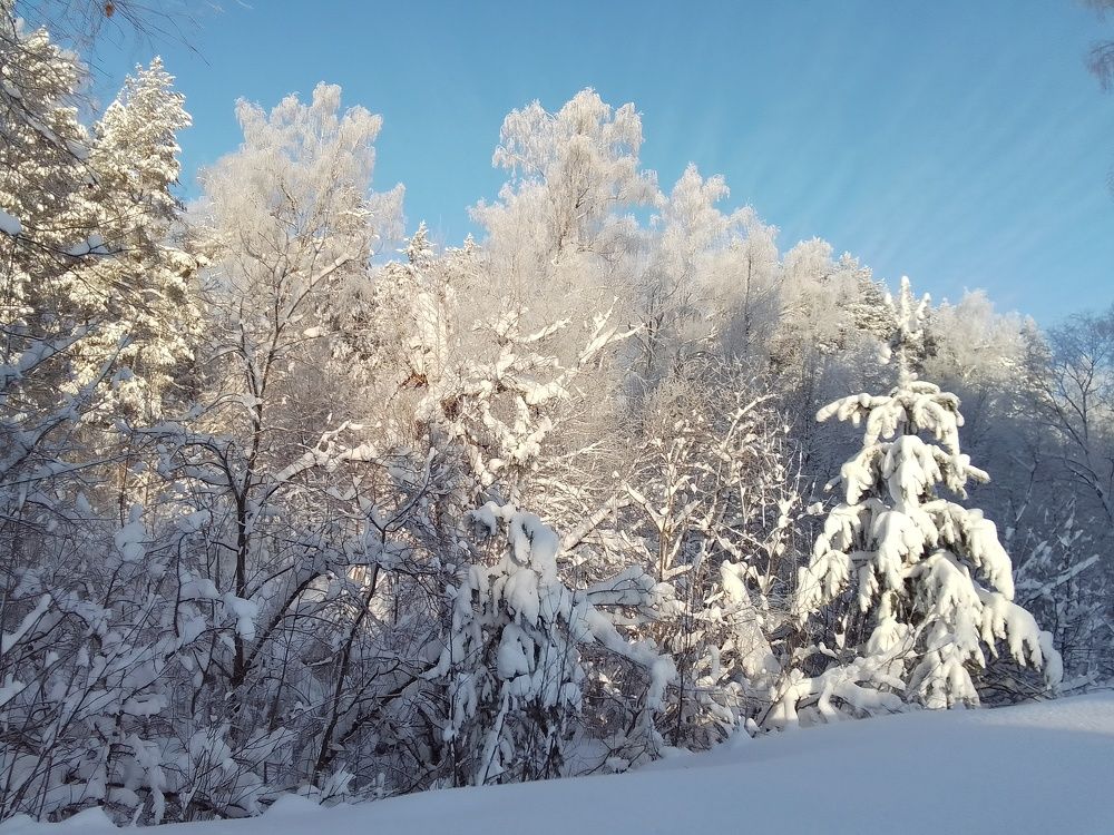 "Маленькой ёлочке ...