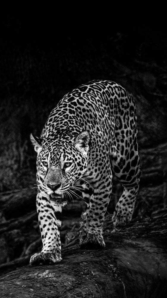 Photograph by Ricardo Ferreira