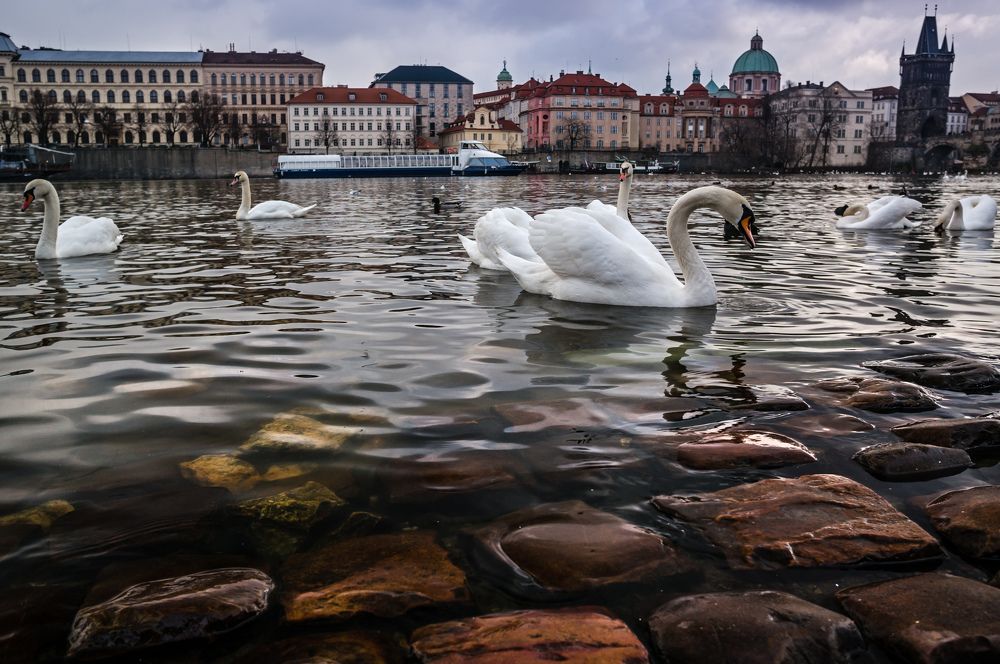 Утки-лебеди