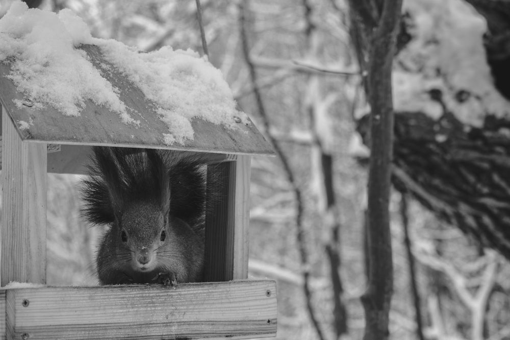 Фотография автора Игорь Белявцев
