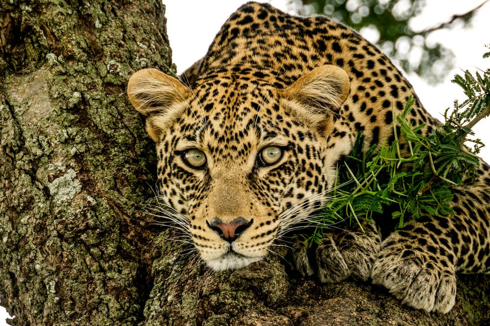 Photograph by Николай Мозгунов